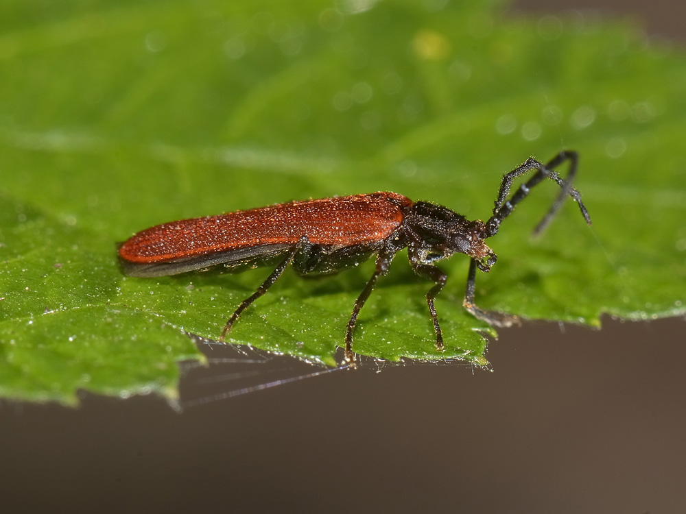 Omalisus cfr. taurinensis